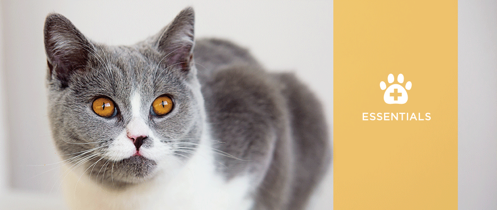What are the essential nutrients for cats?