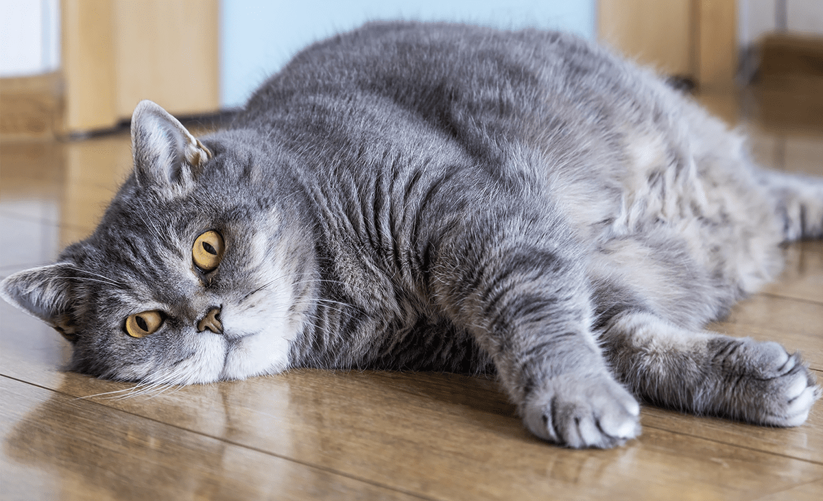 Is your cat overweight?